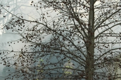 d70_116_resize