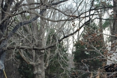 d70_137_resize